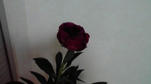 2013060212450000