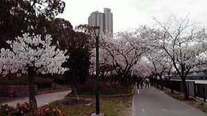 2013桜2013033112380000