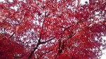 2014122314510000