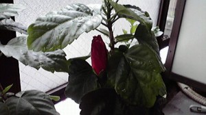 2015060811380000