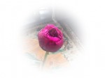 IMG_0778 b