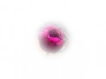 IMG_0778 bb
