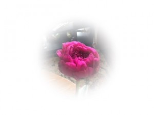 IMG_0779 b