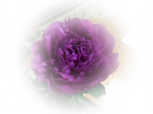 IMG_0781 b