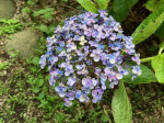 IMG_1615