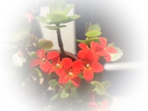 IMG_2201-1