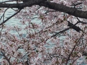 IMG_2969