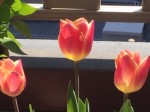 IMG_6279
