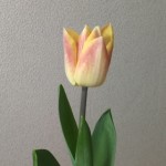 IMG_6291